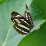 虫達を追って　ミスジチョウ