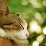 ねこ　その１６６