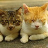 ねこ　その１６８