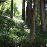 香嵐渓・夏の光