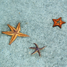 星