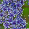神戸市立森林植物園