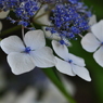 神戸市立森林植物園