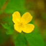 高野山の野花（ヤマブキソウ）