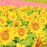 ひまわり　～四季彩の丘～