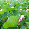 大阪府　万博記念公園