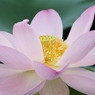 ハスの花（ピンク）