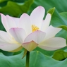 ハスの花（ピンクと白）
