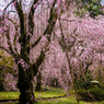 臨峰苑のしだれ桜