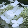 花♡雨のち晴れ