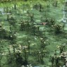 モネの池 ３