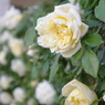 庭の白い薔薇