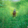ねこ　その１７５