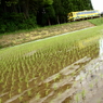 線路のある風景～田んぼに吹く風～