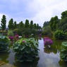 風景☆花影の池
