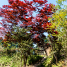 春の紅葉が出迎える場所（水口岡山城跡より）