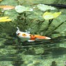 なもなき池　＃４