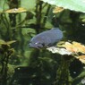 なもなき池　＃５