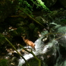 奈良県　魚止めの滝