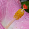 花芯