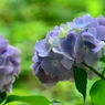神戸市立森林植物園