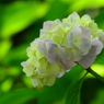 神戸市立森林植物園