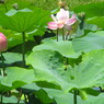 兵庫県　平池公園