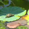 兵庫県　平池公園
