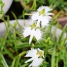 サギ草①