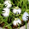 サギ草②