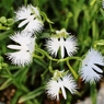 サギ草③