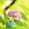 花♡いつも微笑みを