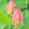 暑中お見舞い申し上げます