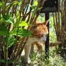 のらねこトラ