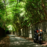 バイクと緑の回廊
