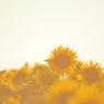 ひどく暑かったあの夏、ぼくらはいつも同じ空を見ていたね