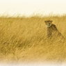 サファリ動物-草原に佇むチーター