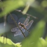 夏の決意