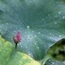 ハスの花1