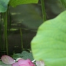 ハスの花びら
