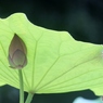 ハスの花2