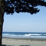 海と松