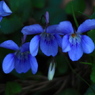野草
