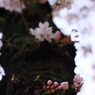 cherry blossom,桜