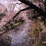 cherry blossom,桜