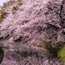cherry blossom,桜