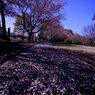 cherry blossom,桜
