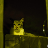 真夏の夜猫　（ねこ　その１９２）