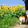 ひまわり鑑賞　愛犬べりーとともに