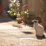 ねこ